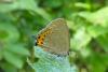 Satyrium pruni